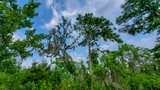 Palmetto Trail