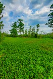 Bayou Coquille Trail