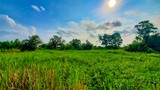 Barataria Preserve