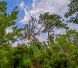 Palmetto Trail