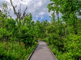 Palmetto Trail