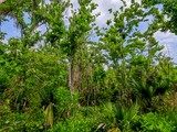 Palmetto Trail