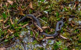 Bayou Coquille Trail