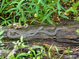 Palmetto Trail