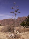 Massive Century Plant