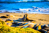 Elephant Seal Vista Point