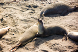 Elephant Seal Vista Point