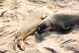 Elephant Seal Vista Point