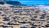Elephant Seal Vista Point