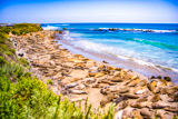 Elephant Seal Vista Point