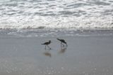 Des oiseaux sur la plage de Santa Barbara