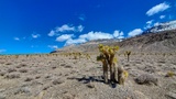 Joshua Trees le long de Racetrack Valley Road