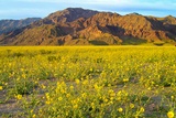 Superbloom dans Death Valley