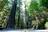 Photos/Images de Humboldt Redwoods State Park