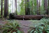Photos/Images de Humboldt Redwoods State Park