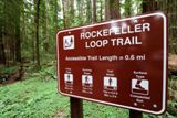 Rockefeller Forest