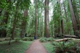 Photos/Images de Humboldt Redwoods State Park