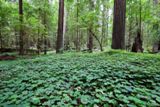 Photos/Images de Humboldt Redwoods State Park