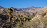 Palm Canyon