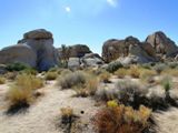 Joshua Tree NP