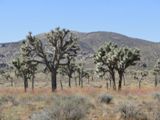 Joshua Tree NP