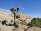 Joshua Tree NP