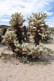 Cholla Cactus