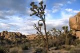 Joshua Tree National Park