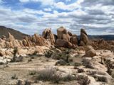 Photos/Images de Joshua Tree National Park