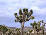 Photos/Images de Joshua Tree National Park