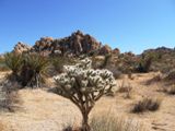 Joshua Tree National Park