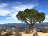 Tree of Life, sur Cahuenga Peak Hike