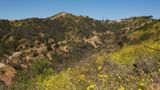 Runyon Canyon Park