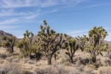 Mojave National Preserve