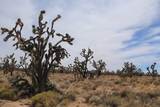 Joshua Tree Forest