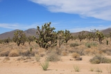 Joshua Tree Forest