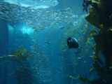 Aquarium de Monterey