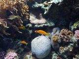Aquarium de Monterey