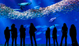 Monterey Bay Aquarium
