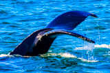 Croisi&egrave;re d'observation des baleines