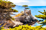Lone Cypress