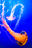 Monterey Bay Aquarium