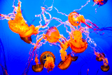 Monterey Bay Aquarium