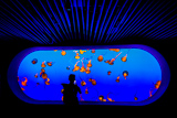 Monterey Bay Aquarium