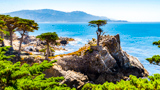 Lone Cypress