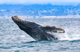 Croisi&egrave;re d'observation des baleines