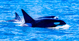 Croisi&egrave;re d'observation des baleines