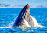Croisi&egrave;re d'observation des baleines