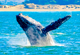 Croisi&egrave;re d'observation des baleines