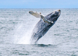 Croisi&egrave;re d'observation des baleines